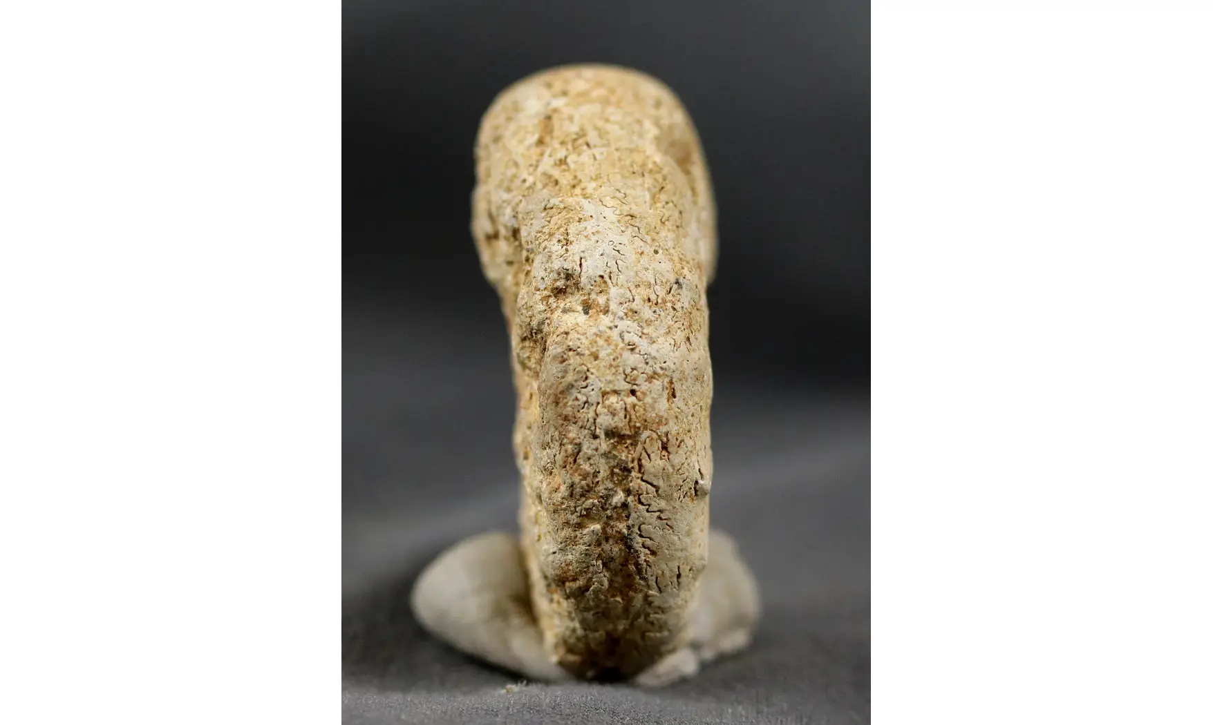 Euaspidoceras costatum