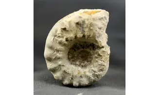 Euaspidoceras hyselum
