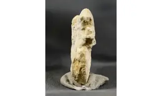 Trimarginites stenorhynchus