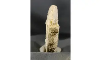 Trimarginites stenorhynchus