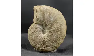 Proscaphites anar
