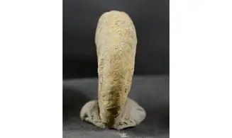 Proscaphites anar