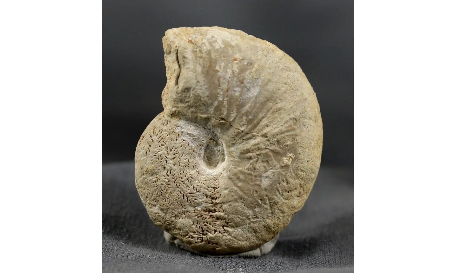 Proscaphites anar