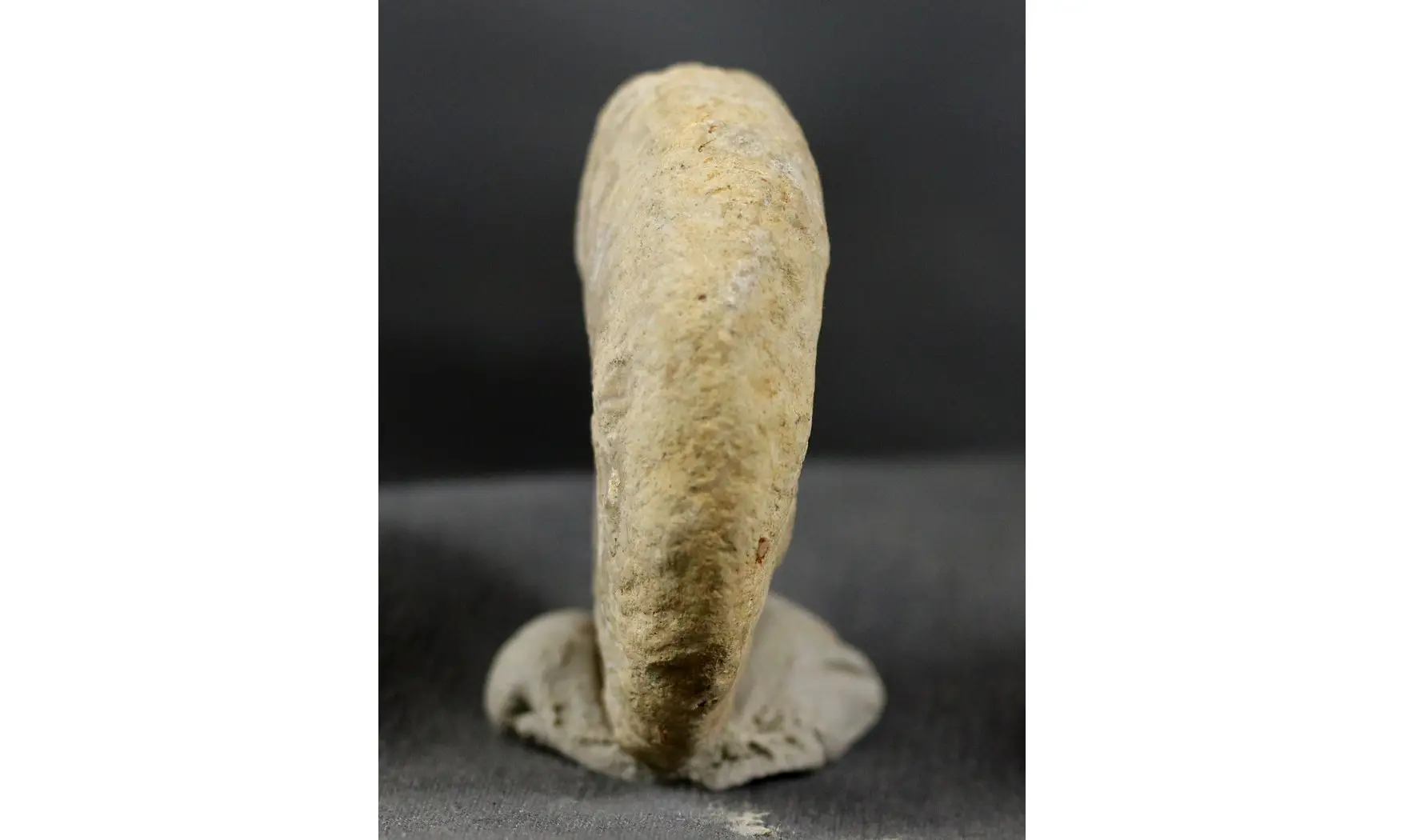 Proscaphites anar