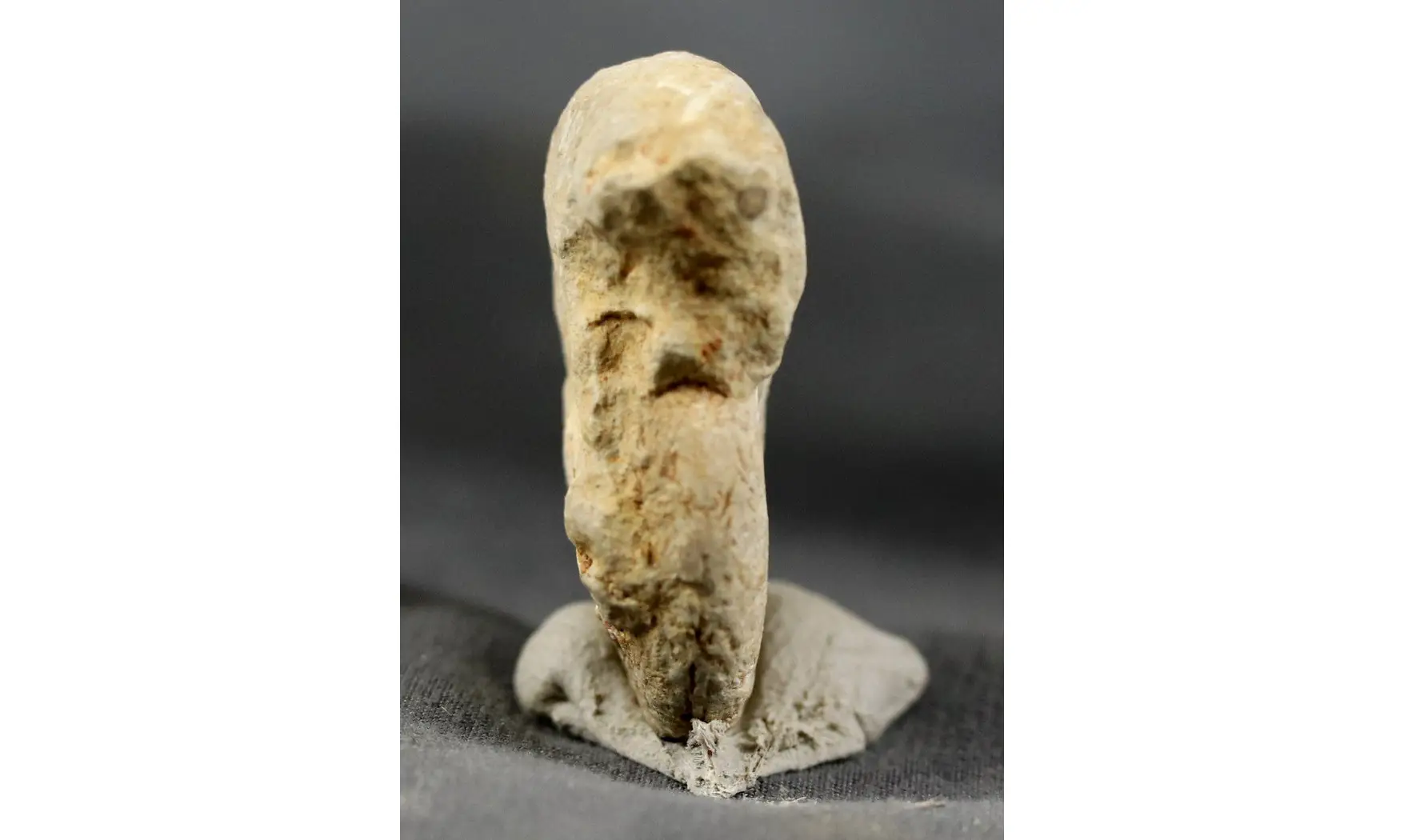 Proscaphites anar