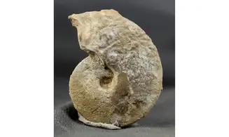 Trimarginites stenorhynchus