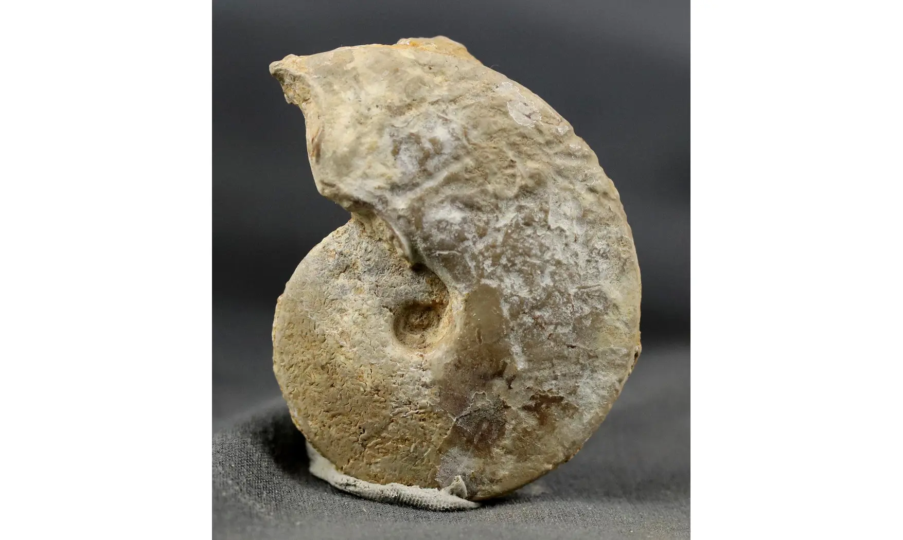 Trimarginites stenorhynchus