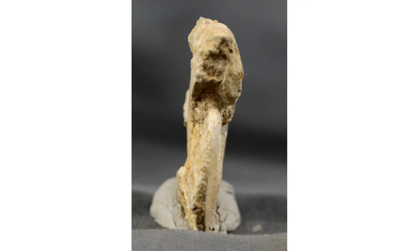 Trimarginites stenorhynchus