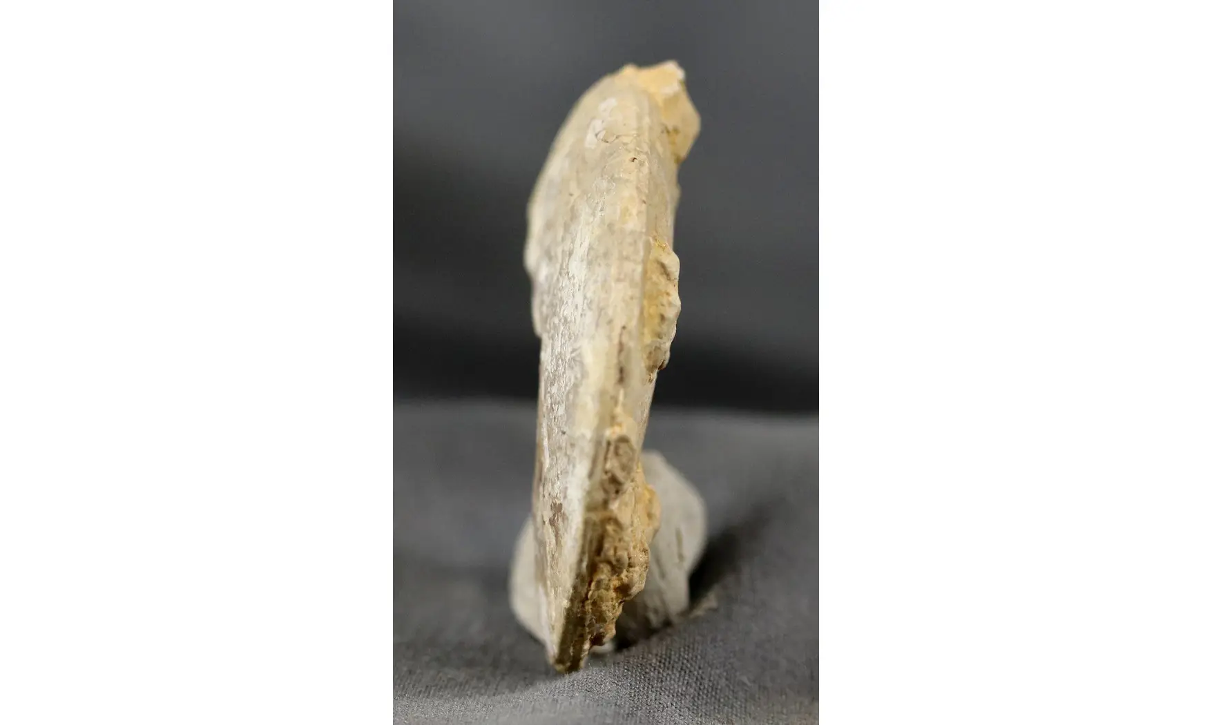 Trimarginites stenorhynchus