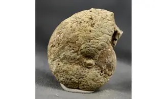 Holcophylloceras manfredi