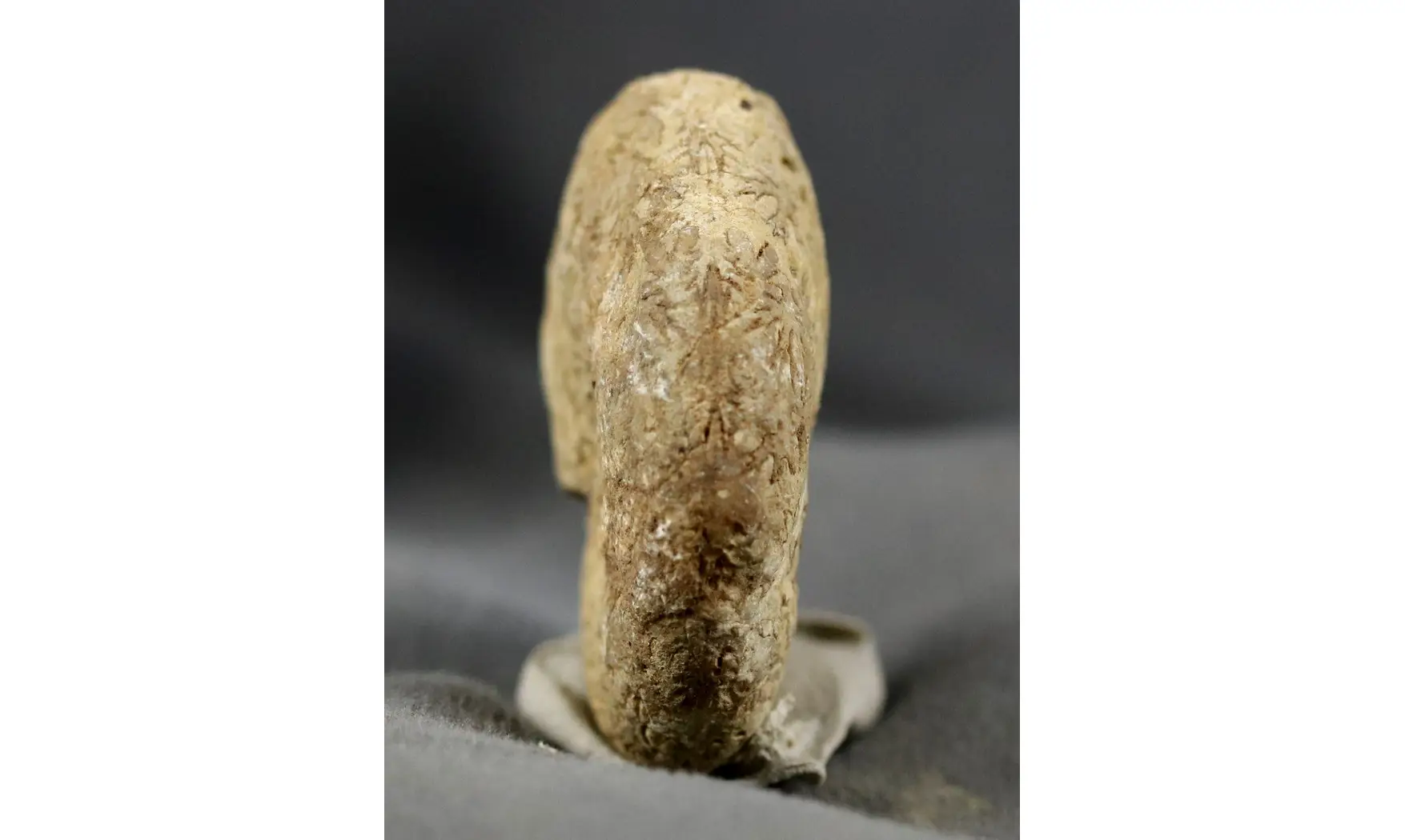 Holcophylloceras manfredi