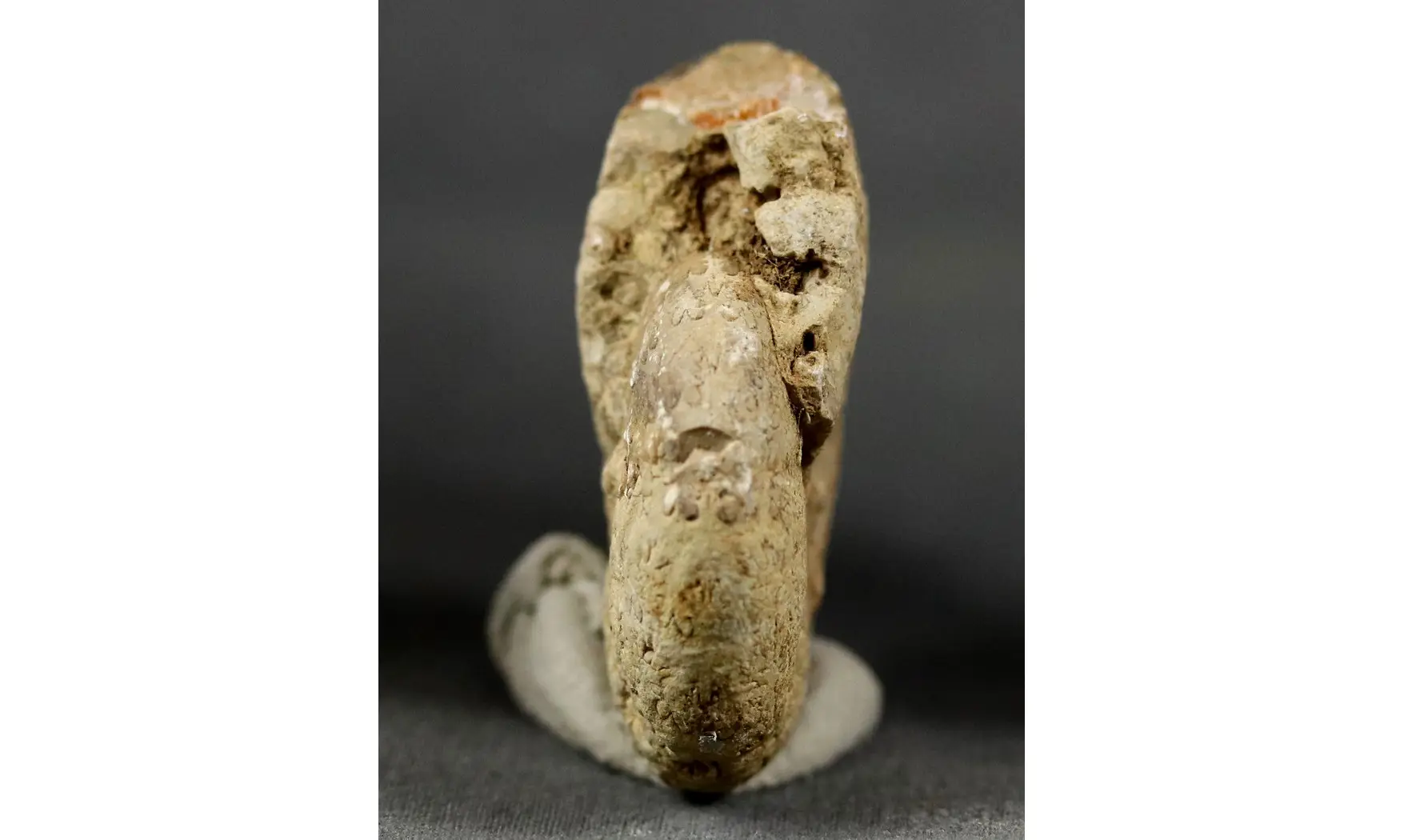 Holcophylloceras manfredi