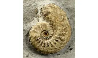 Amaltheus margaritatus