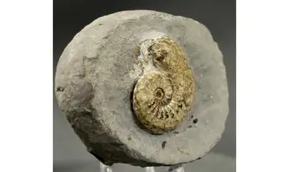Amaltheus margaritatus