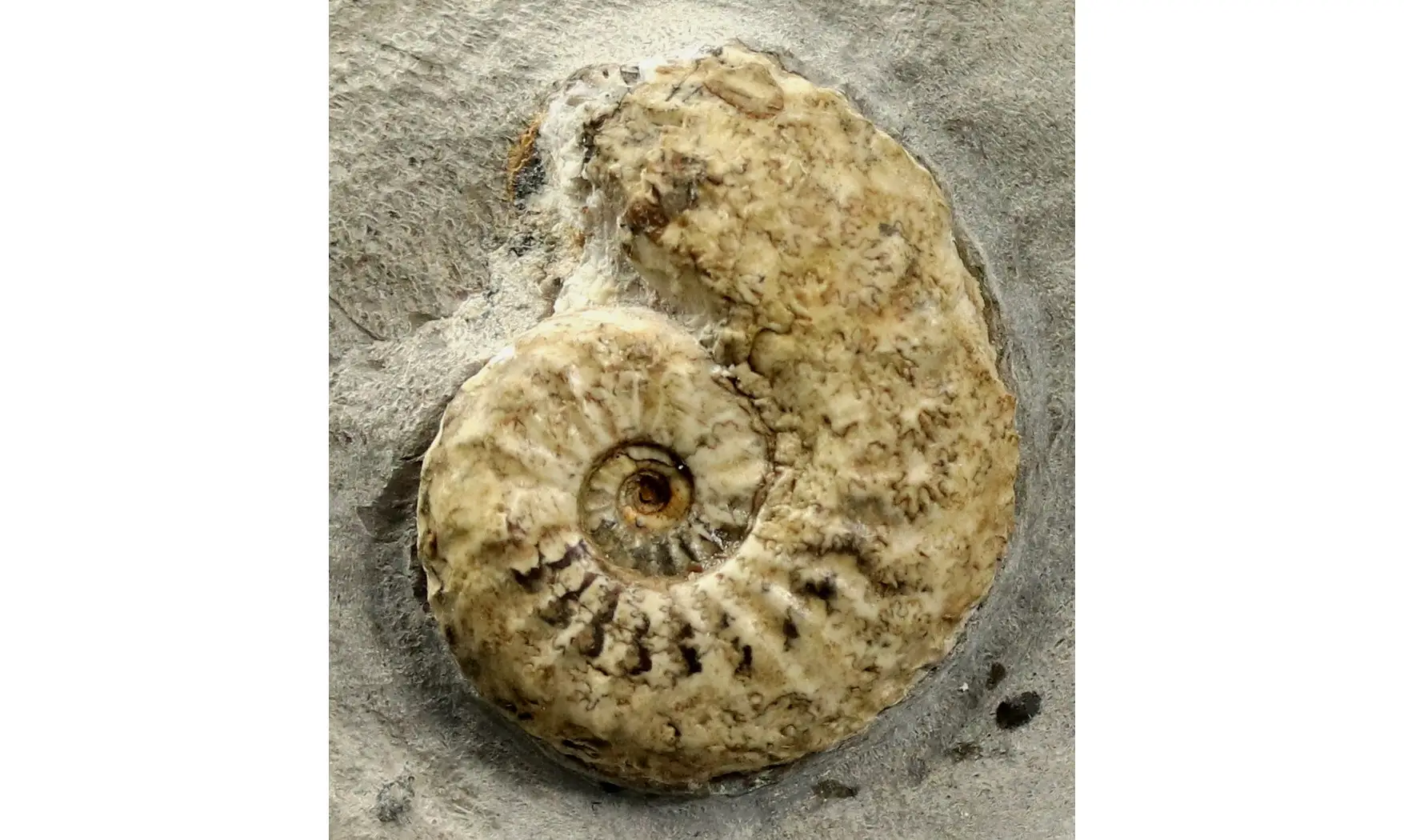 Amaltheus margaritatus