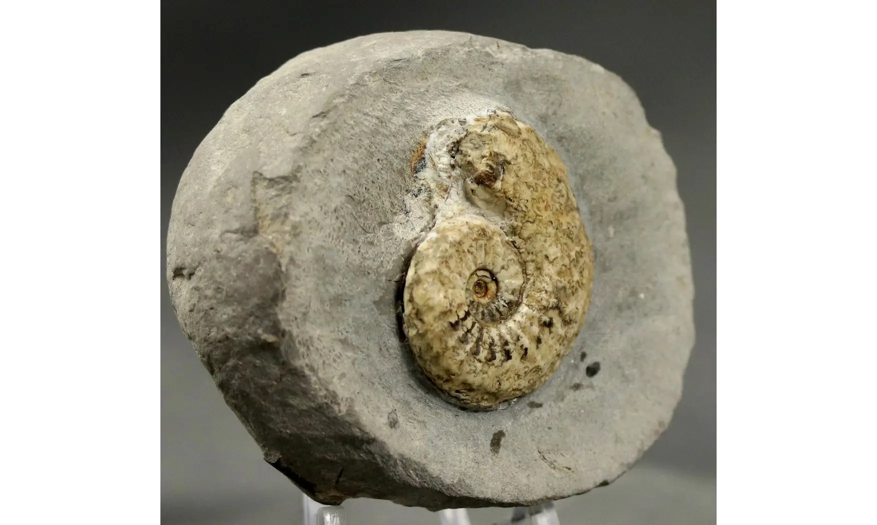 Amaltheus margaritatus