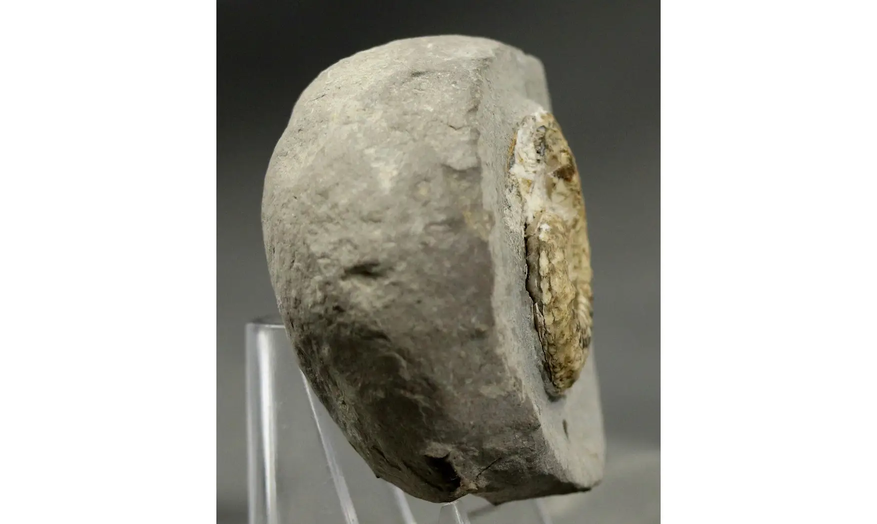 Amaltheus margaritatus