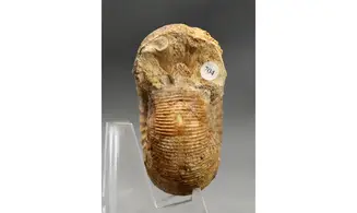 Cadomites deslonchampsii