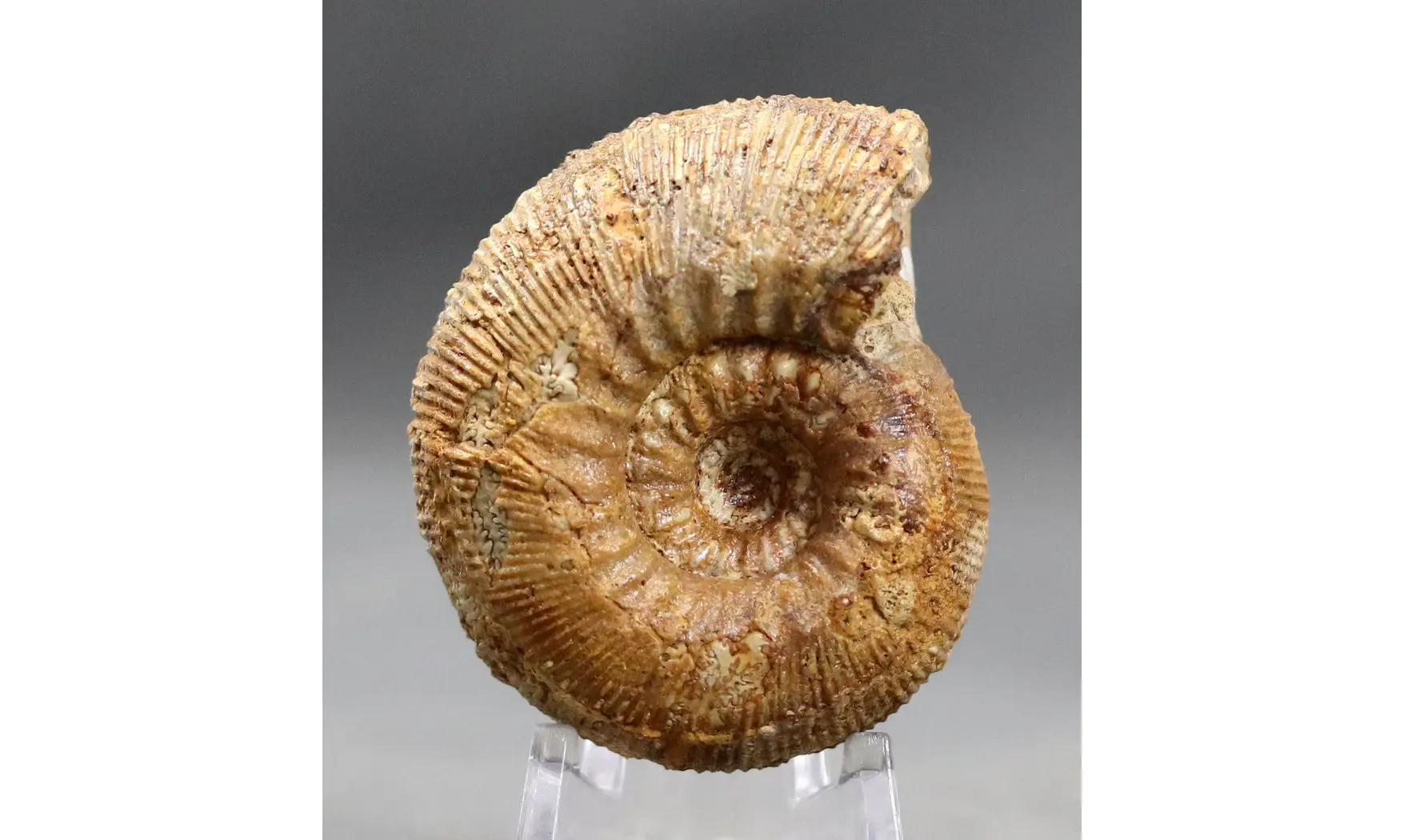 Cadomites deslonchampsii