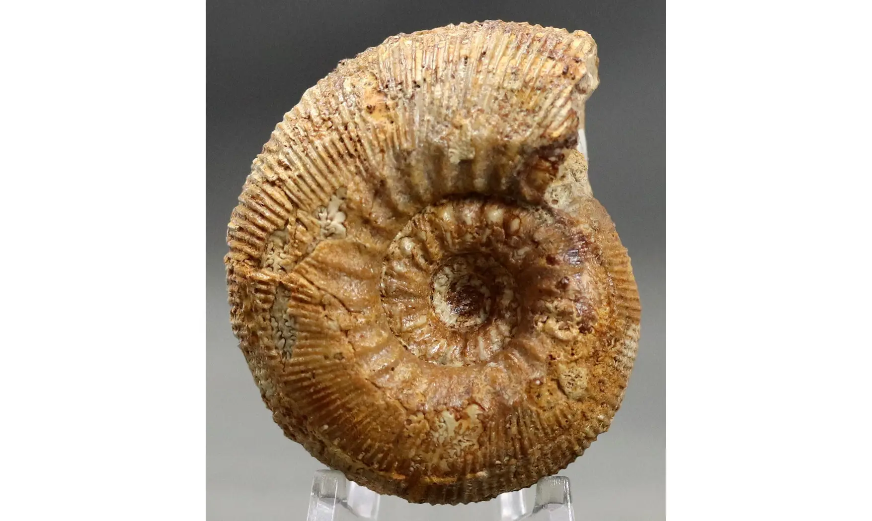 Cadomites deslonchampsii