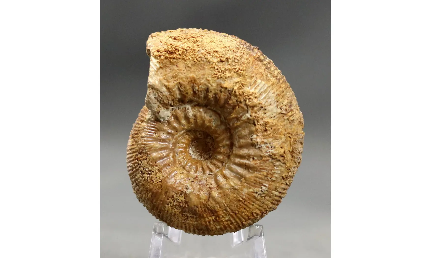Cadomites deslonchampsii