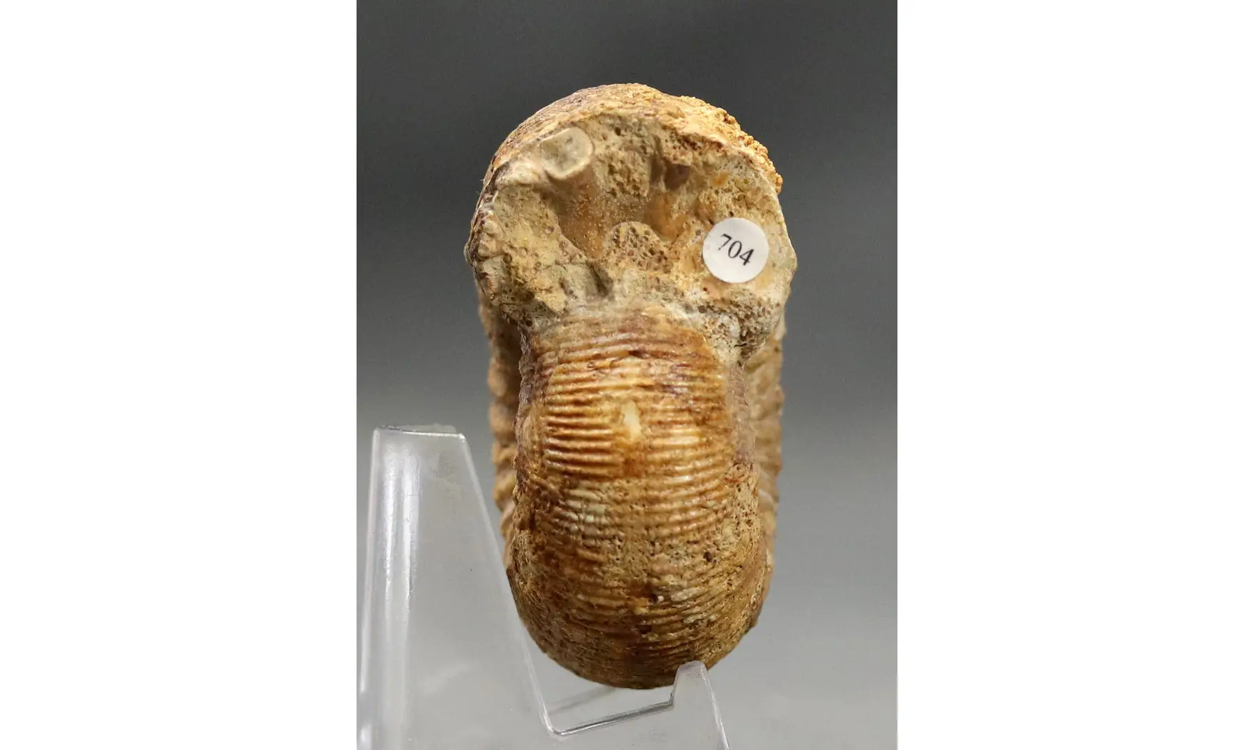 Cadomites deslonchampsii