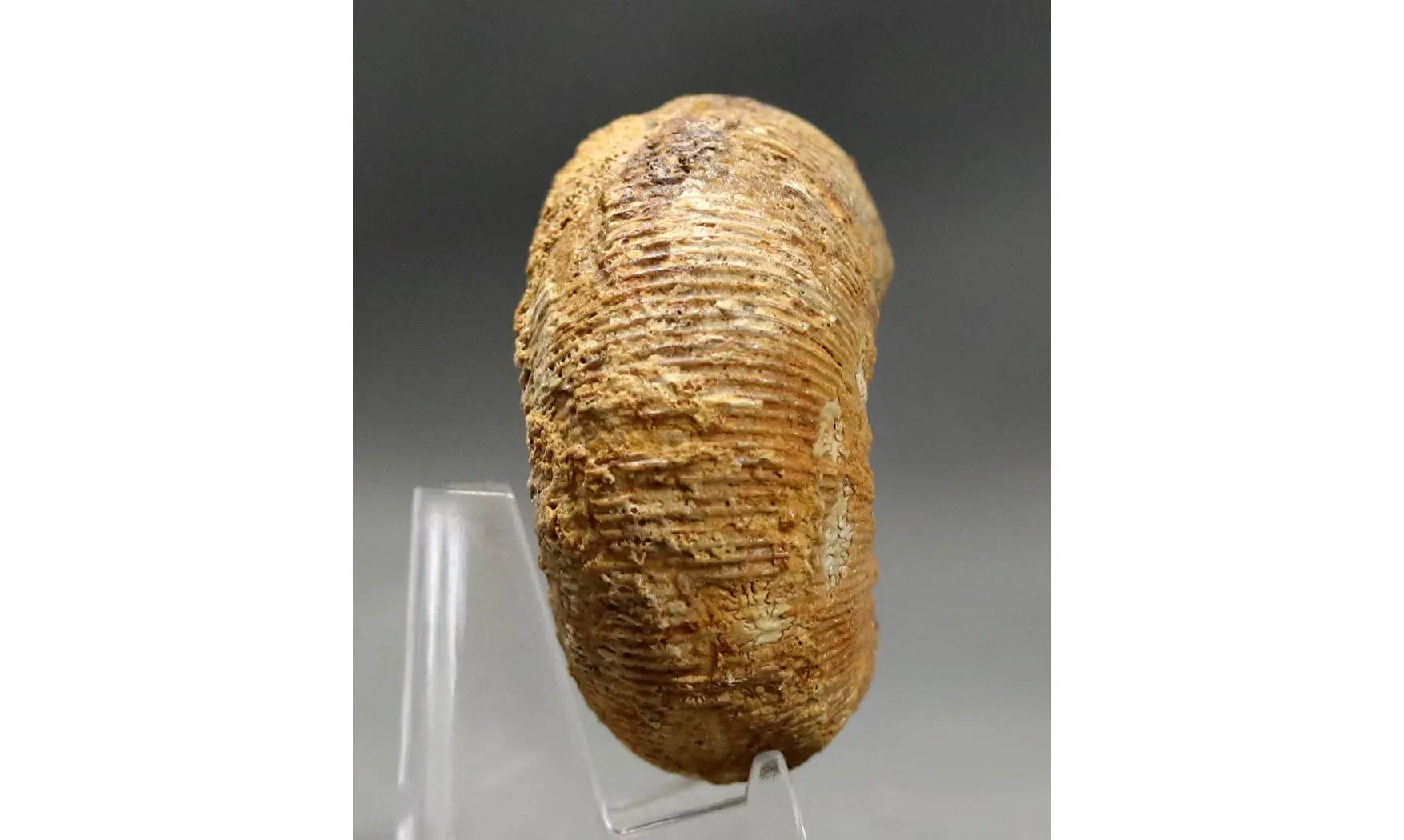 Cadomites deslonchampsii