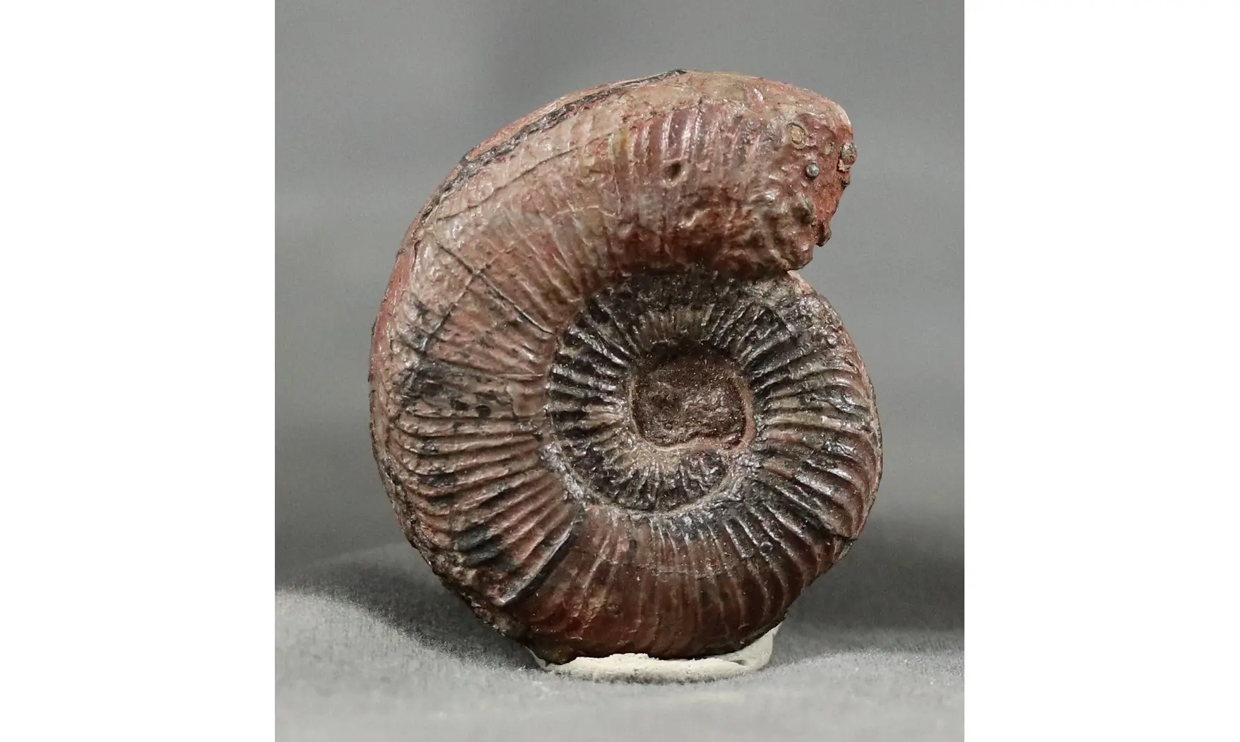 Dumortiera subundulata