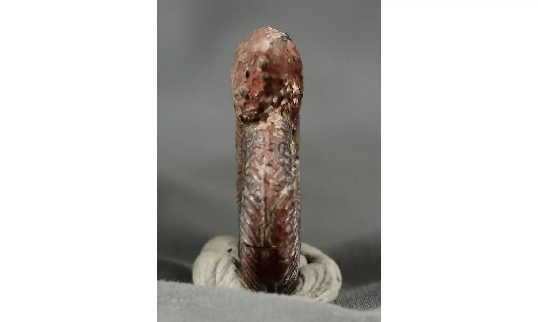 Dumortiera subundulata