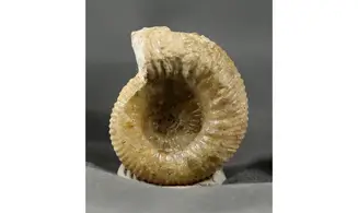 Cadomites extinctus