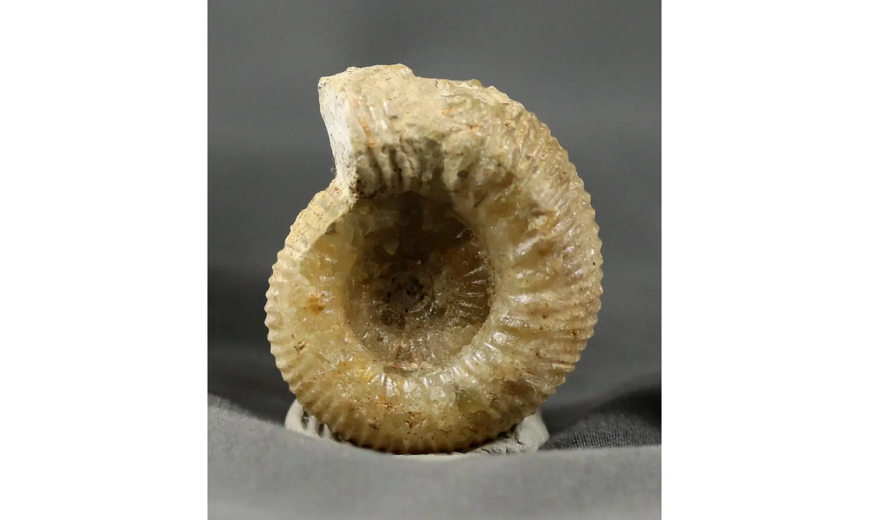 Cadomites extinctus