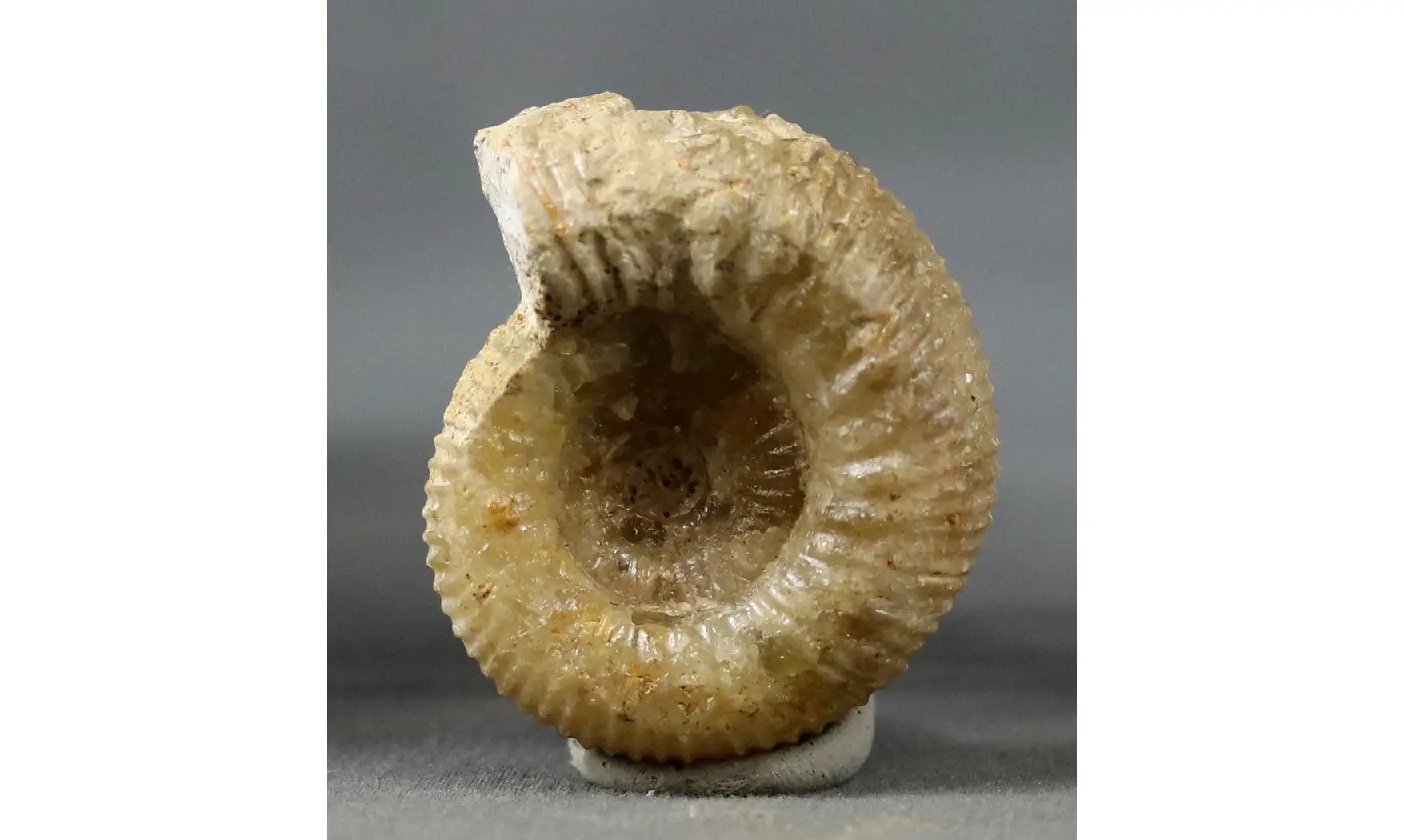 Cadomites extinctus