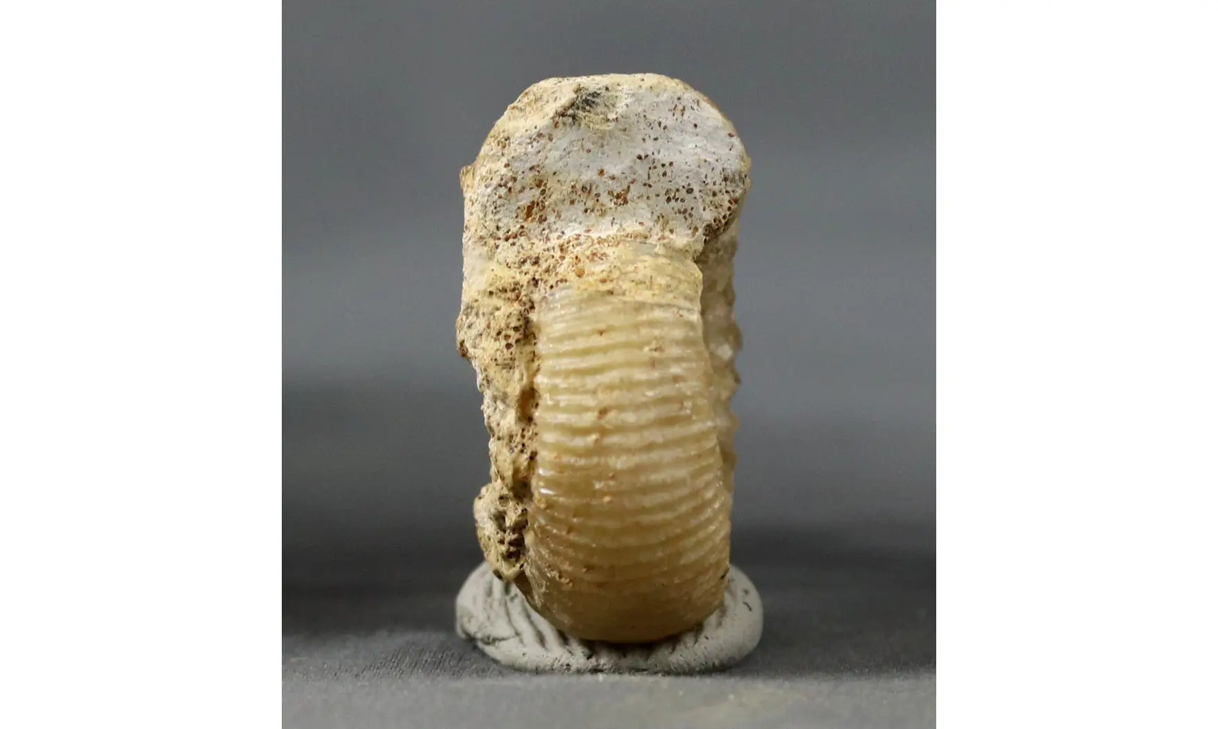Cadomites extinctus