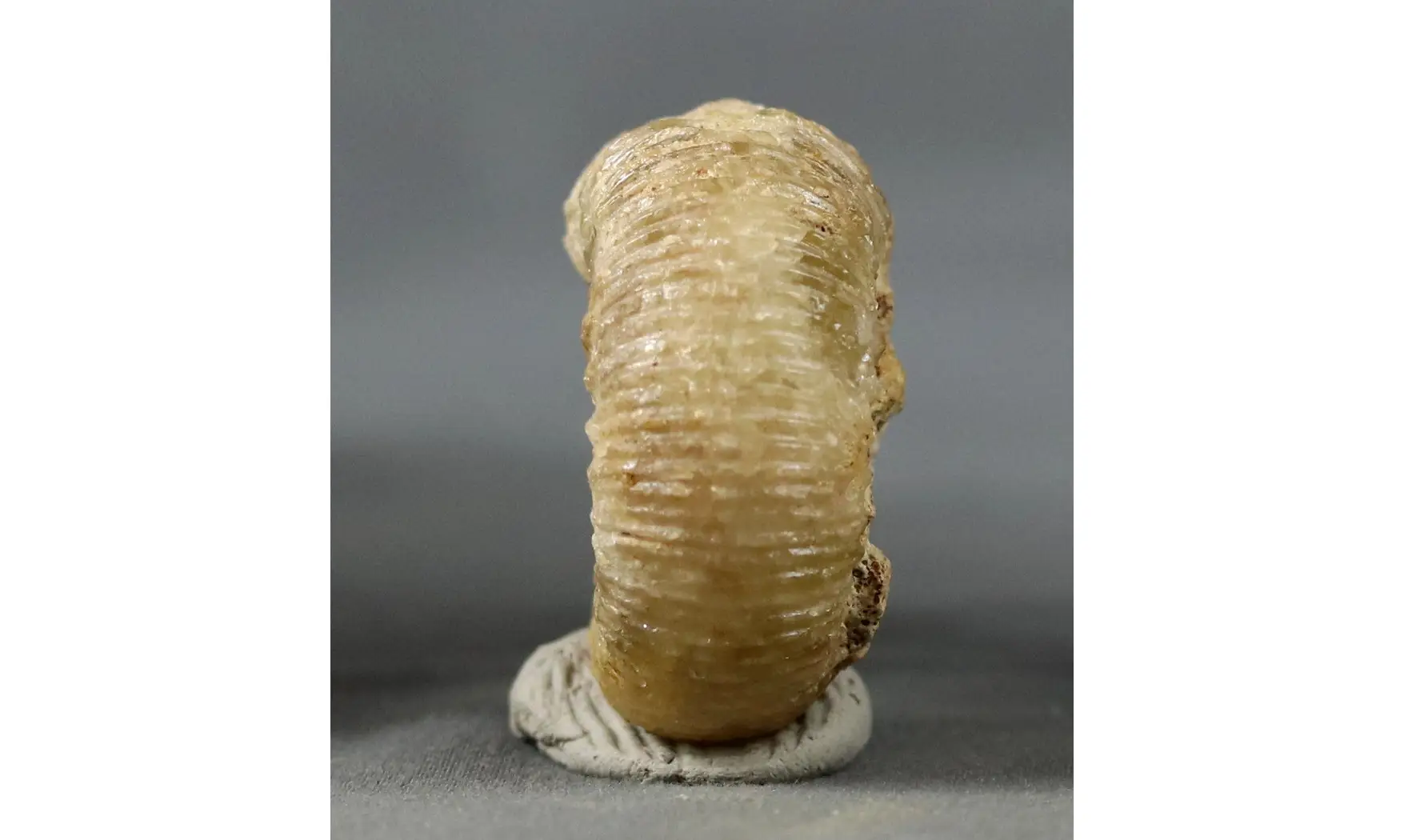 Cadomites extinctus