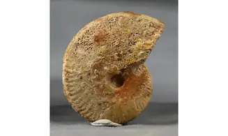 Oppelia subcostaria