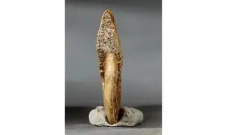 Oppelia subcostaria