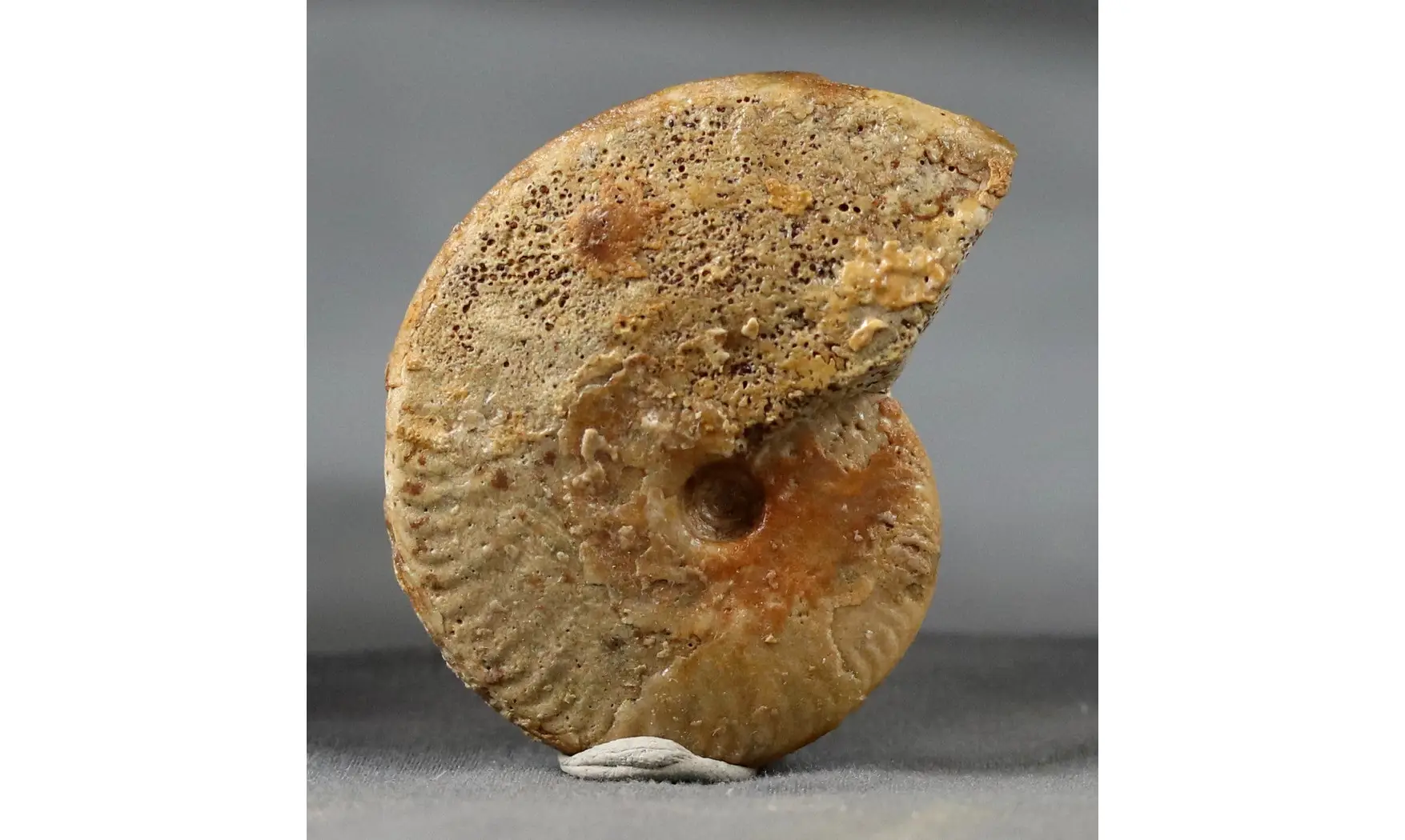 Oppelia subcostaria