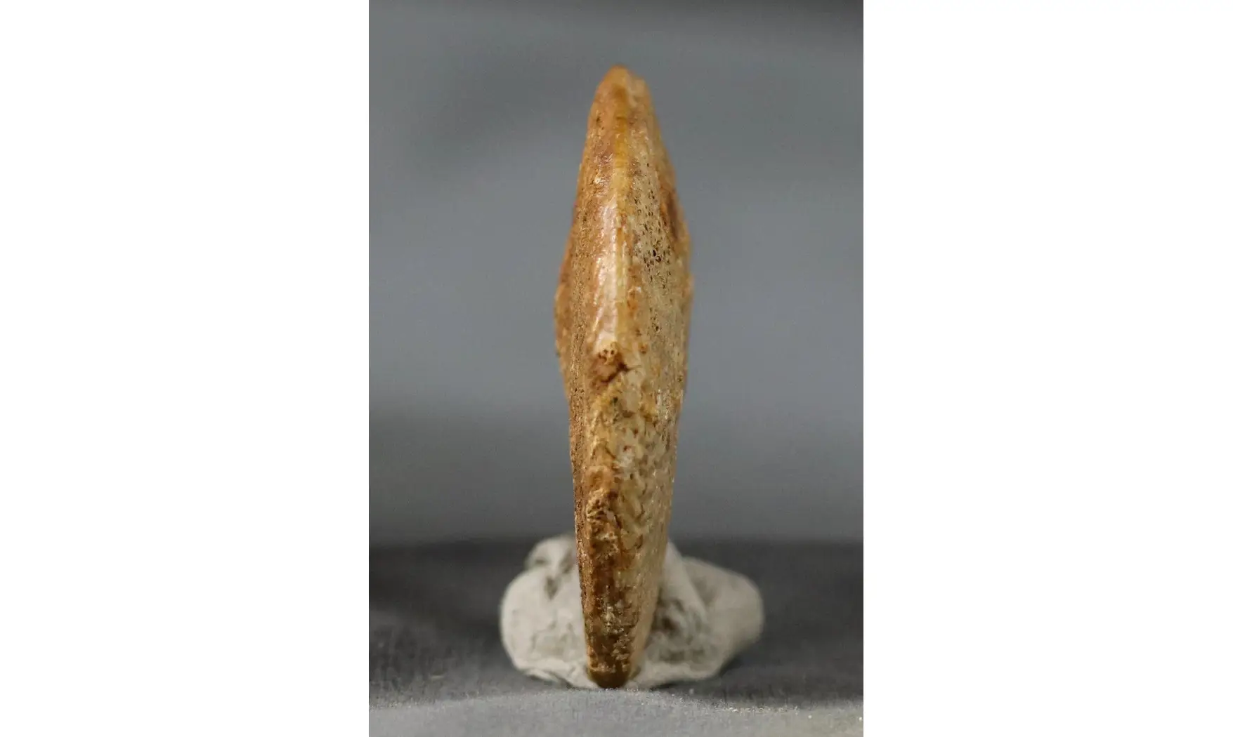 Oppelia subcostaria