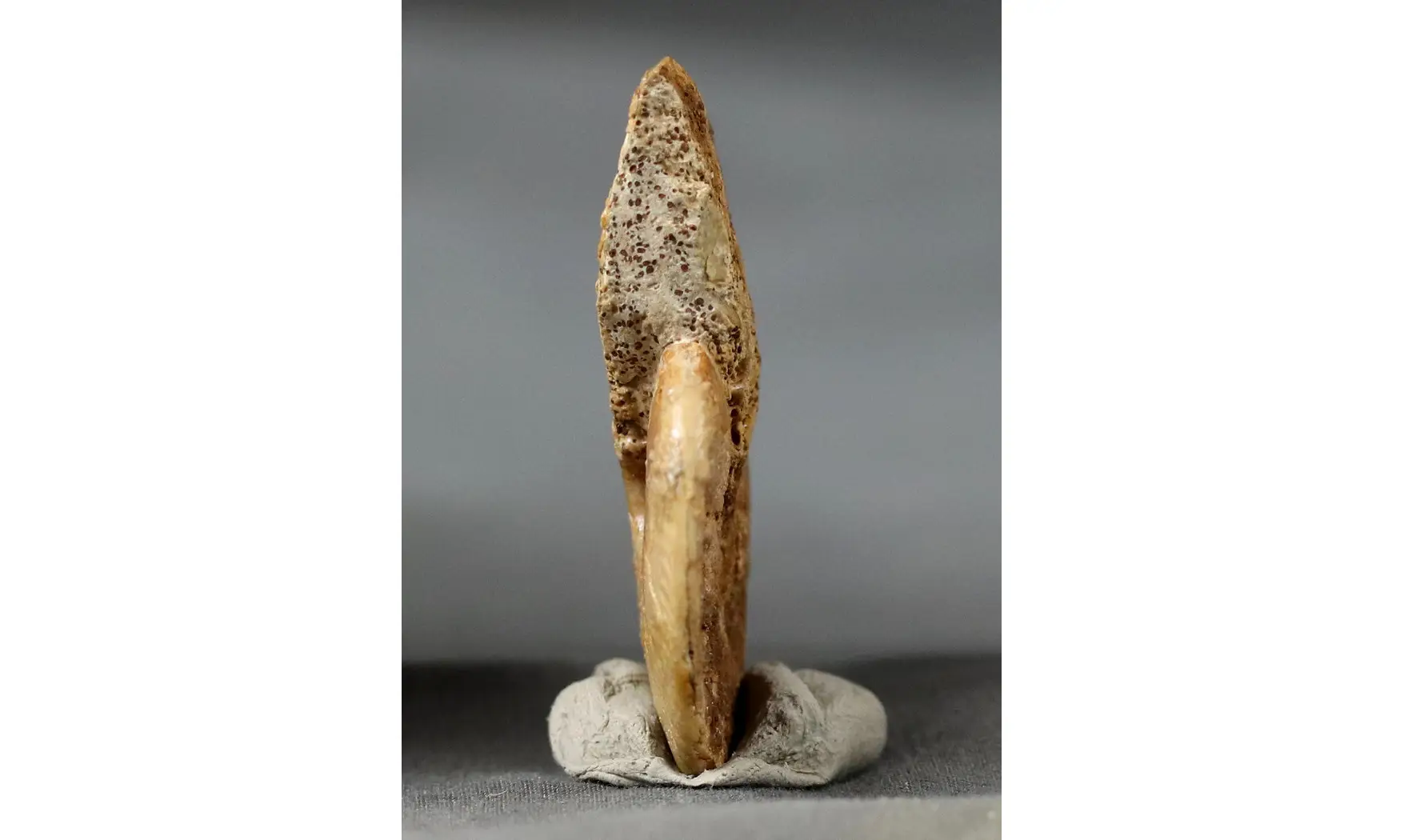 Oppelia subcostaria