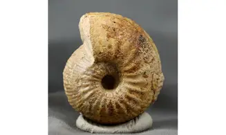 Chondroceras gervilli