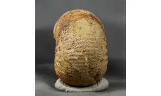 Chondroceras gervilli