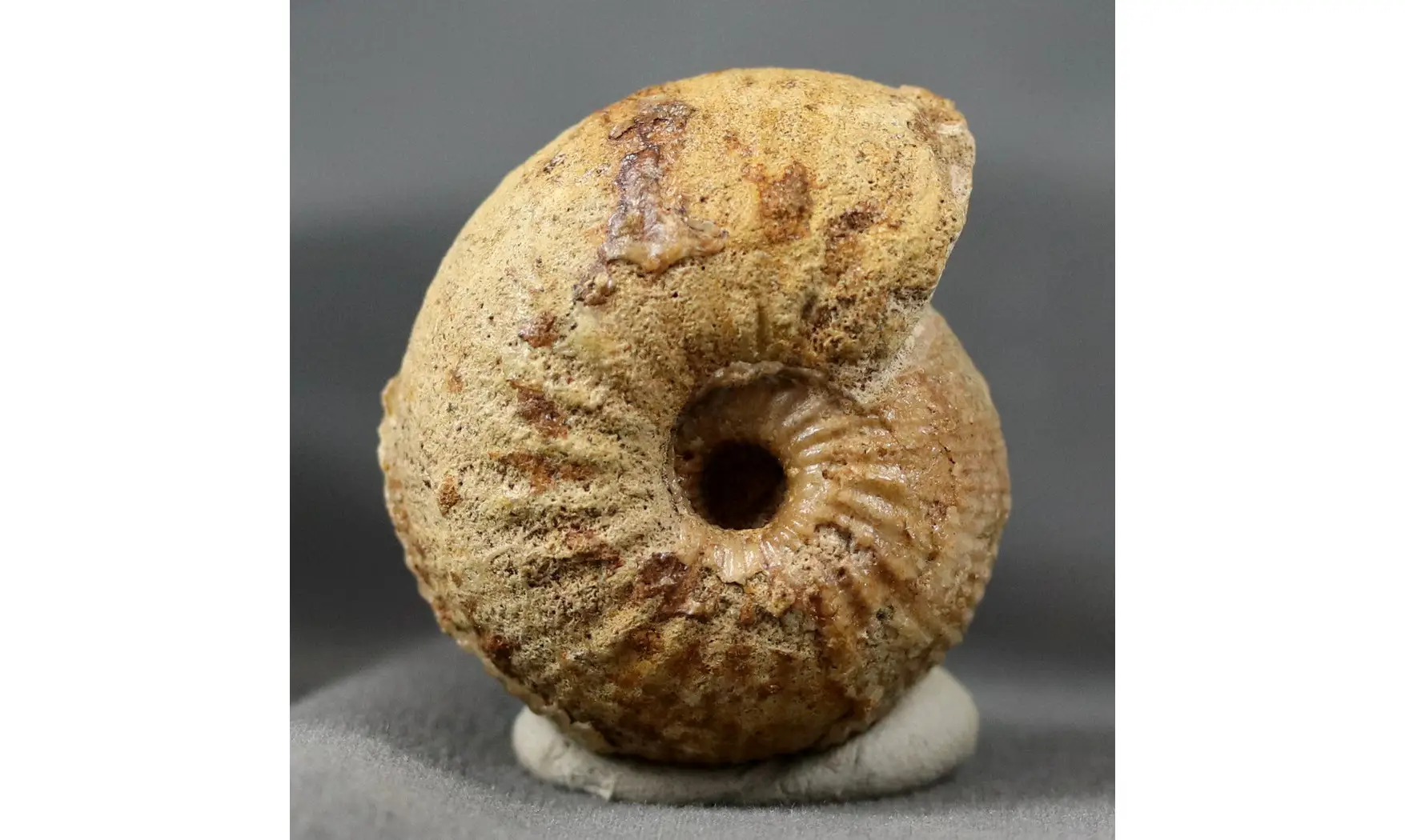 Chondroceras gervilli