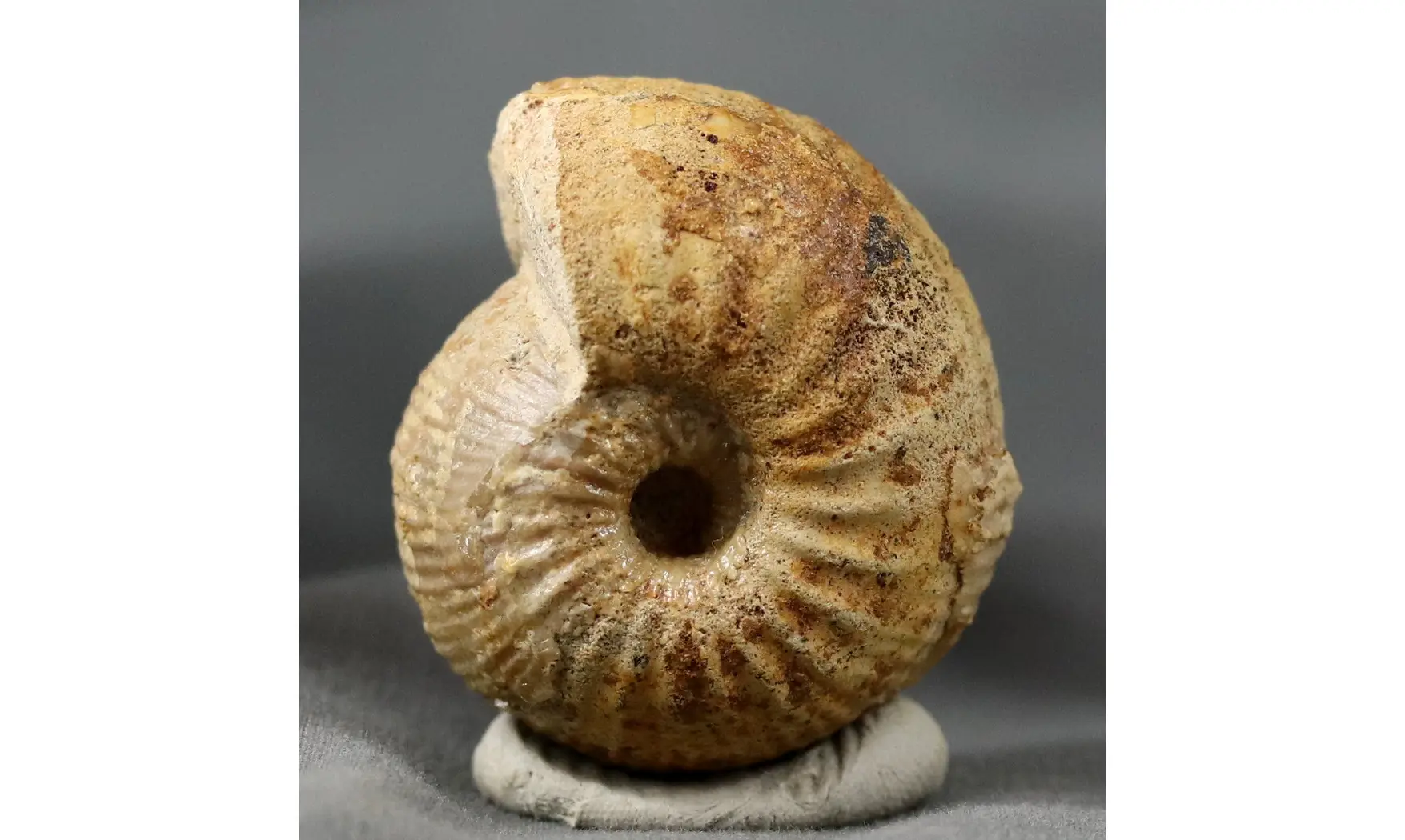 Chondroceras gervilli
