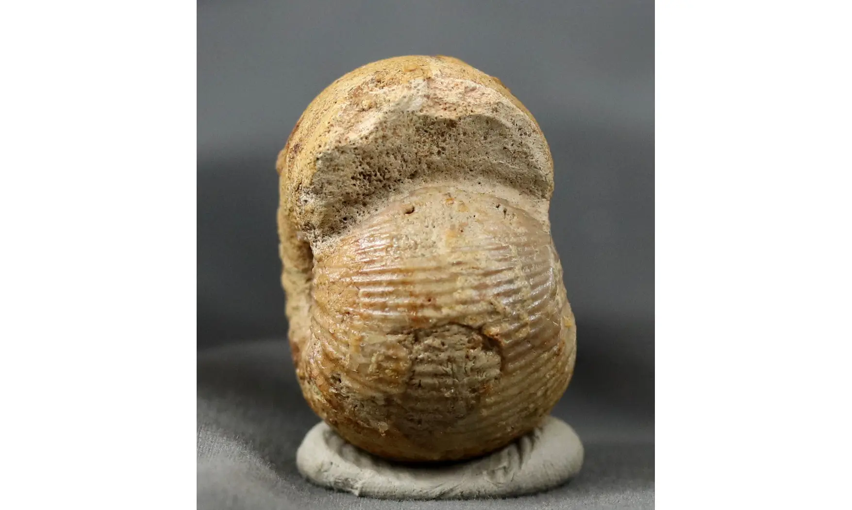 Chondroceras gervilli