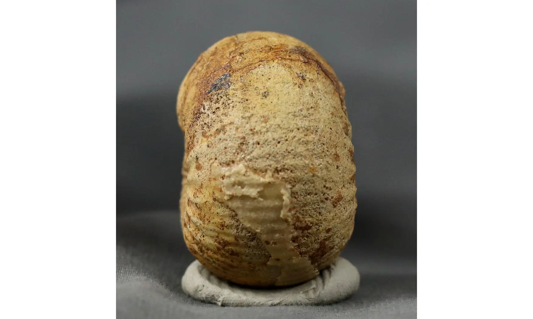 Chondroceras gervilli