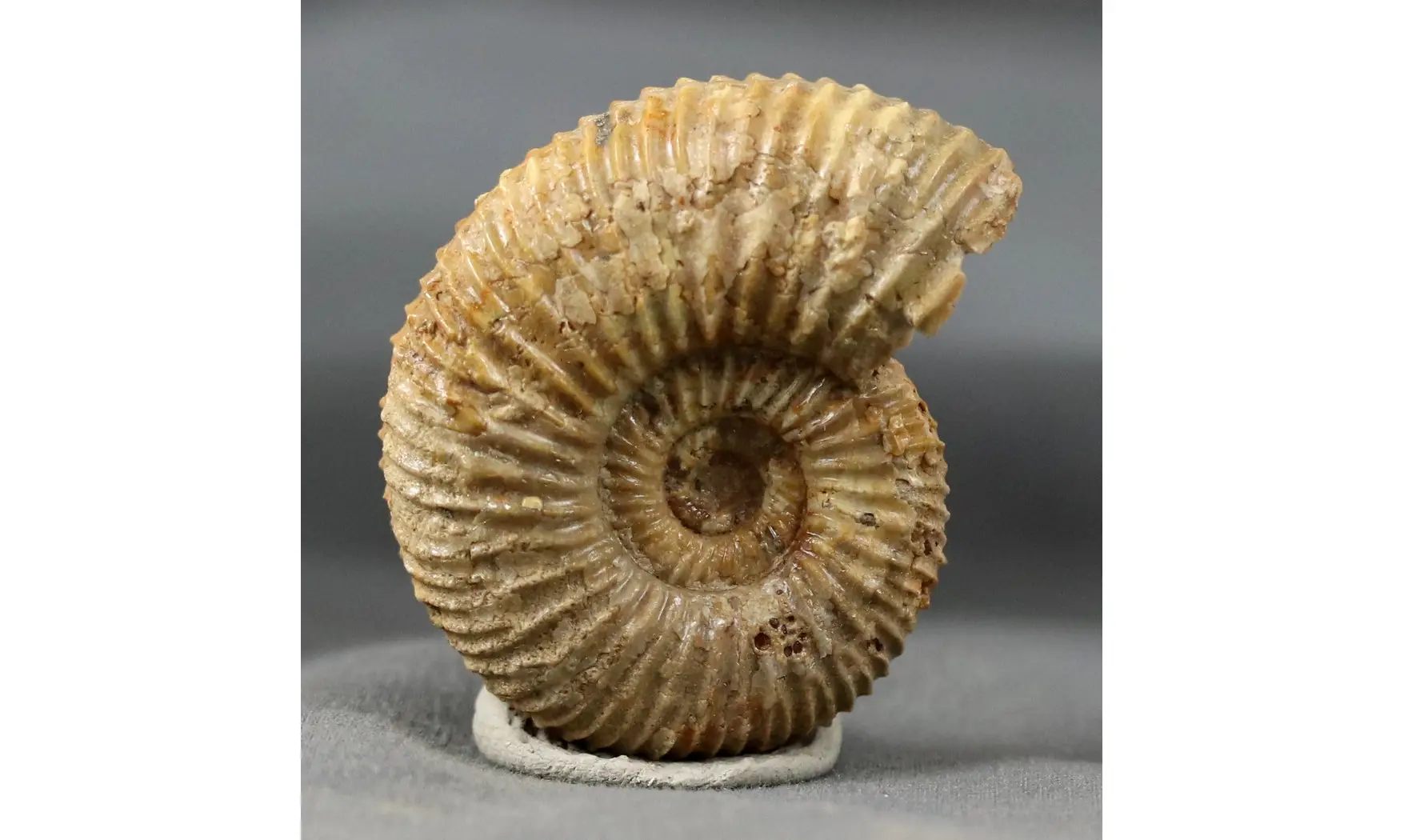 Garantiana Garantiana (D'Orbigny)
