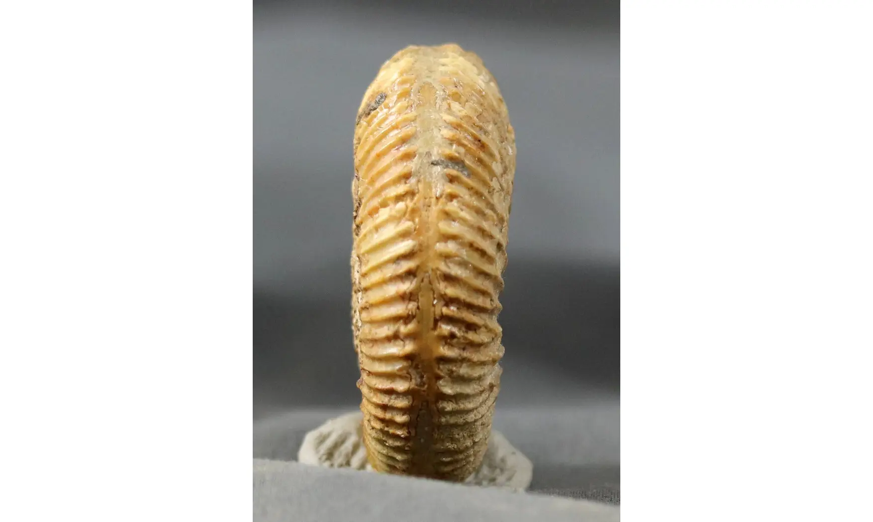 Garantiana Garantiana (D'Orbigny)