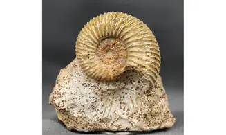 Garantiana Garantiana (D'Orbigny)