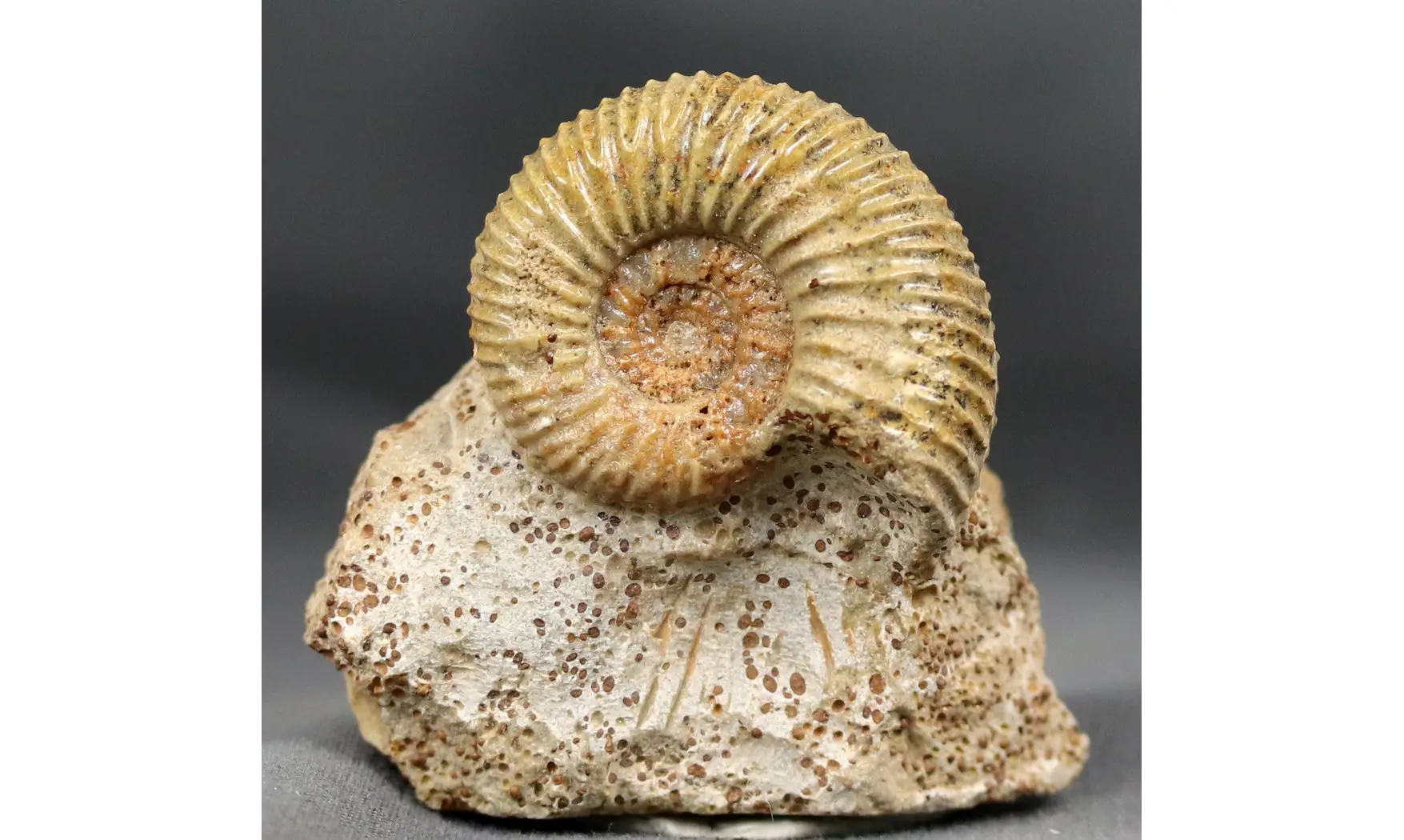 Garantiana Garantiana (D'Orbigny)