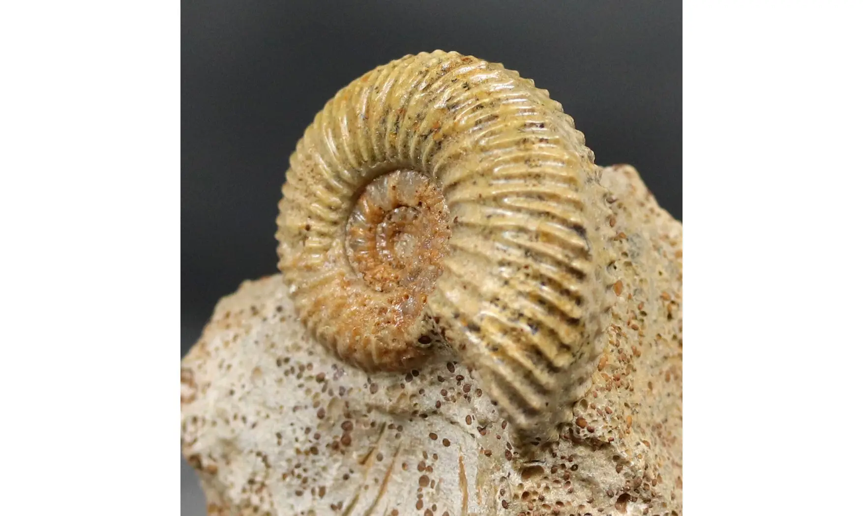 Garantiana Garantiana (D'Orbigny)